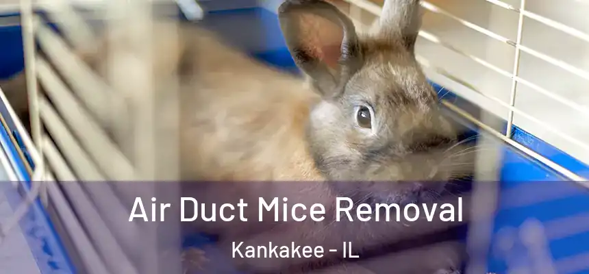 Air Duct Mice Removal Kankakee - IL