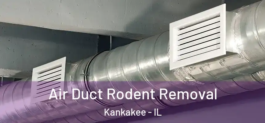 Air Duct Rodent Removal Kankakee - IL